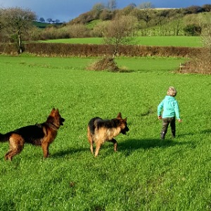 nanny jobs in burnfort cork ireland childcare dog babysitting jobs