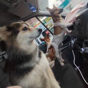 Dog walkers Limerick