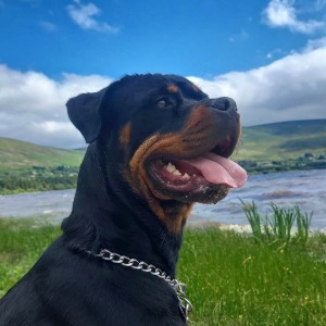 Babysitter required in Kilbeg, Co. Wicklow, W91 N9R0, Ireland