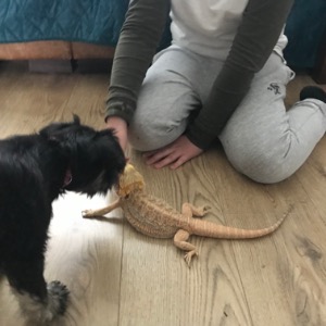 Babysitter required in Bray, County Wicklow, Ireland
