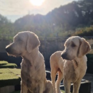Babysitter required in Ovens, County Cork, Ireland