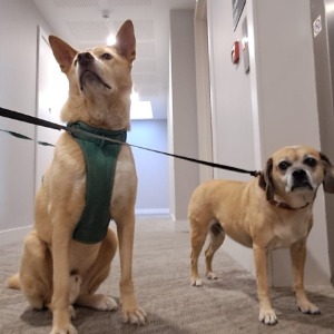 Babysitter required in Grace Park, Dublin, Ireland