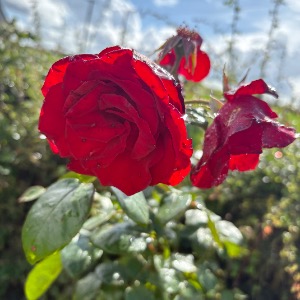 Babysitter required in Ballydangan, County Roscommon, Ireland