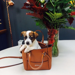 Babysitter required in Cabinteely, Dublin, Ireland