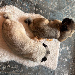 Babysitter required in Confey, Leixlip, Co. Kildare, W23 Y6N4, Ireland