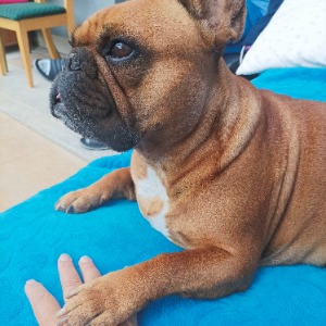 Babysitter required in Clonee, Dublin 15, Ireland