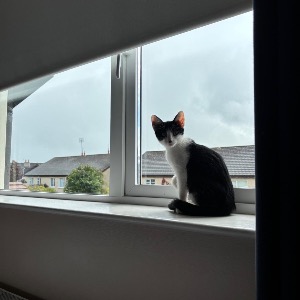 Babysitter required in Newtown, Limerick, Co. Limerick, V94 AHK7, Ireland
