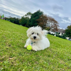 Babysitter required in Scalpwilliam Or Mount Mapas, Dublin, Co. Dublin, A96 N9W4, Ireland