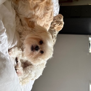 Babysitter required in Rocheshill, Dublin, Co. Dublin, A96 XR62, Ireland