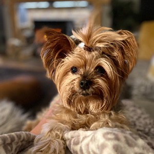 Babysitter required in Gormanstown (Phillips), Co. Limerick, V35 H027, Ireland