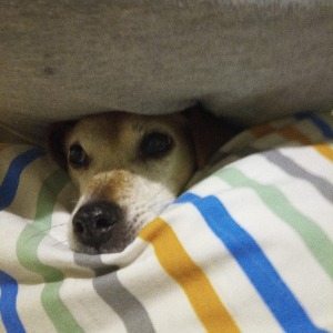 Babysitter required in Aughatubbrid Or Chatsworth, Clogh, Co. Kilkenny, R95 DHD9, Ireland