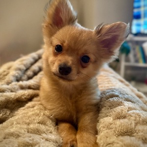 Babysitter required in Dunshaughlin, County Meath, Ireland