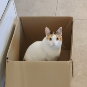 Babysitter required in Castlebar, County Mayo, Ireland