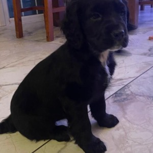 Babysitter required in Lisnatullagh, Co. Leitrim, N41 YE14, Ireland