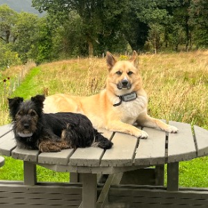 Babysitter required in Coomacullen, Co. Kerry, V93 X6T1, Ireland