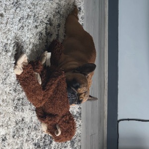 Babysitter required in Cheeverstown, Dublin, Co. Dublin, D24 P5RR, Ireland