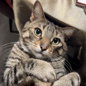 Babysitter required in Galway, Ireland