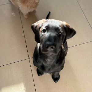 Babysitter required in Donaghmede, Dublin, Co. Dublin, D13 E802, Ireland