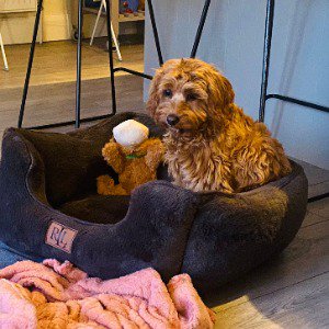 Babysitter required in Dunshaughlin, County Meath, A85 KP65, Ireland