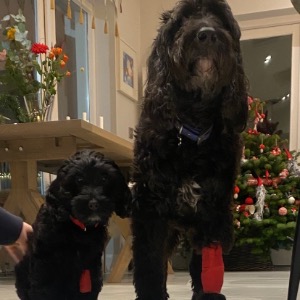 Babysitter required in Kilgobbin, Dublin, Co. Dublin, D18 TD78, Ireland