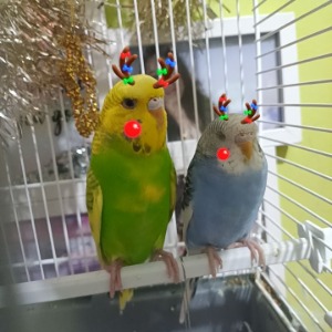 Babysitter required in Millford, Co. Donegal, F92 A499, Ireland