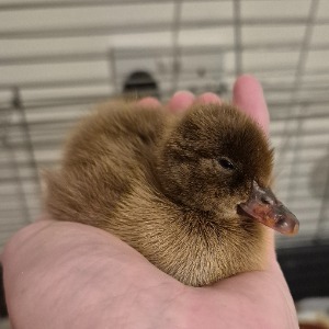 Babysitter required in Windgap, County Kilkenny, Ireland