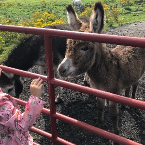 Babysitter required in Edenderry, Offaly, Ireland