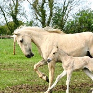 Babysitter required in Glynn, Co. Wexford, Y21 NX67, Ireland
